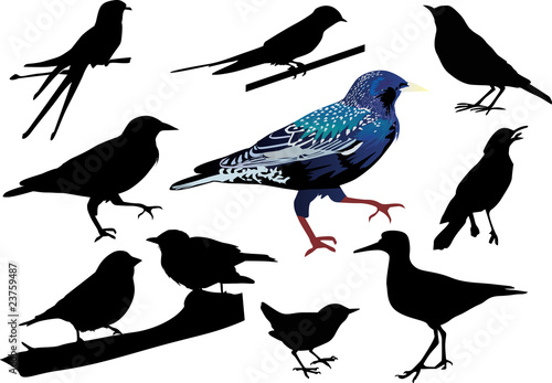 Foto starling and other birds