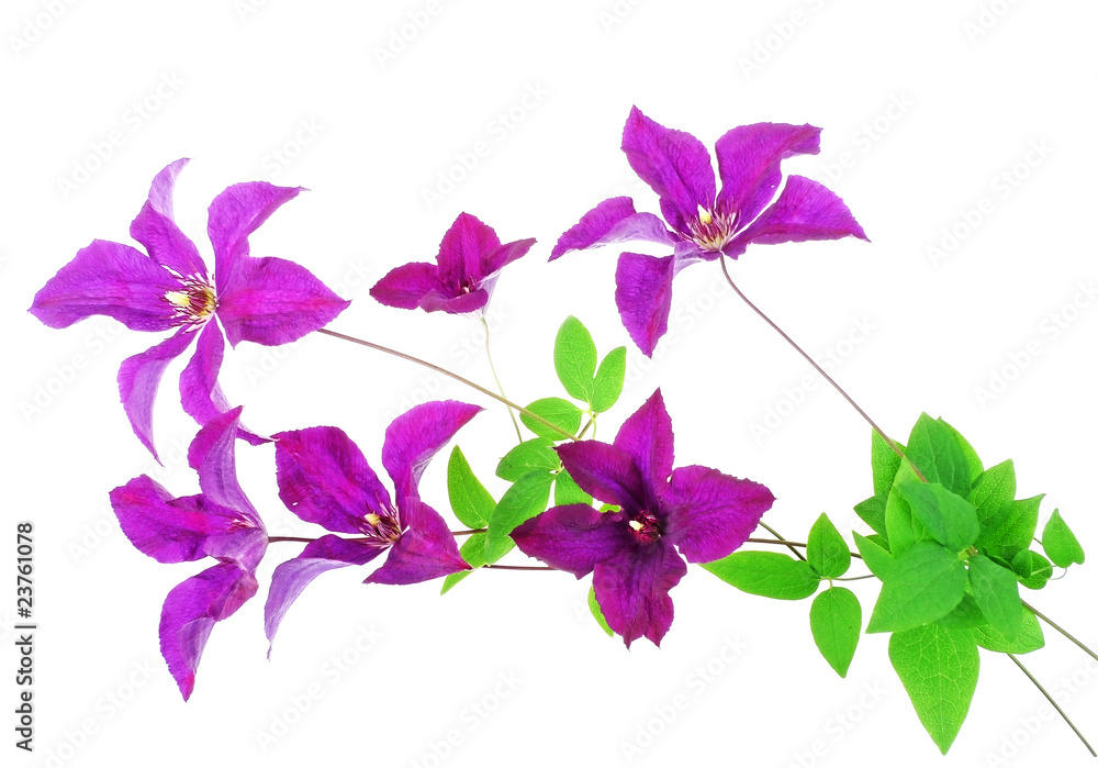 bunch of clematis flowers bunch of clematis flowers
