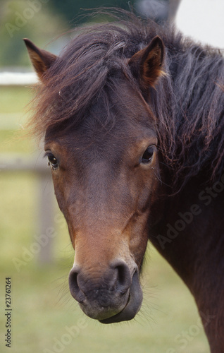 portrait de face d un poney dartmoor