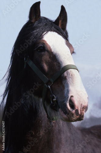 tête de clydesdale