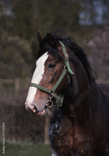 Photography portrait du cheval de trait clydesdale