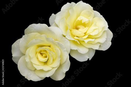 Yellow Roses against a black background