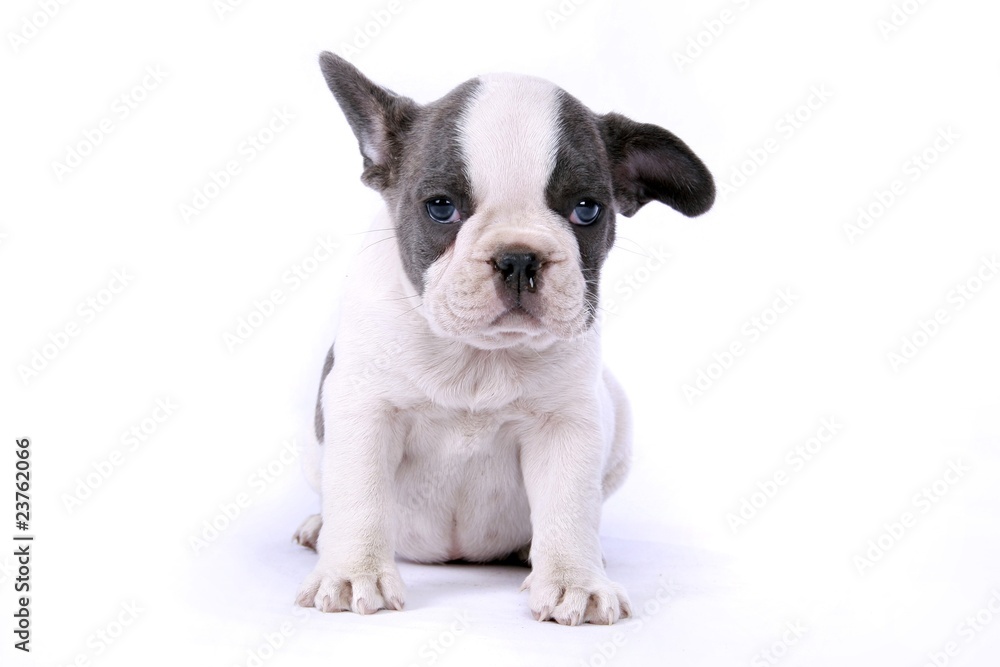 French Bulldogge Welpe French Bulldogge Welpe