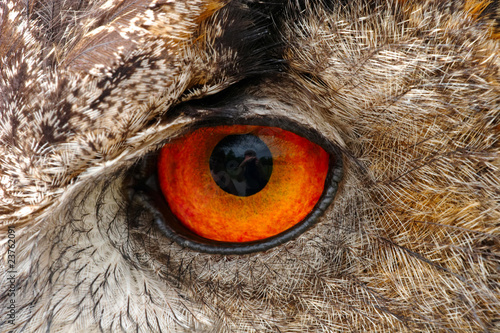 European Eagle Owl Eye Closeup