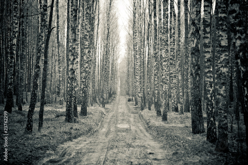Fototapeta samoprzylepna Brzozy i las