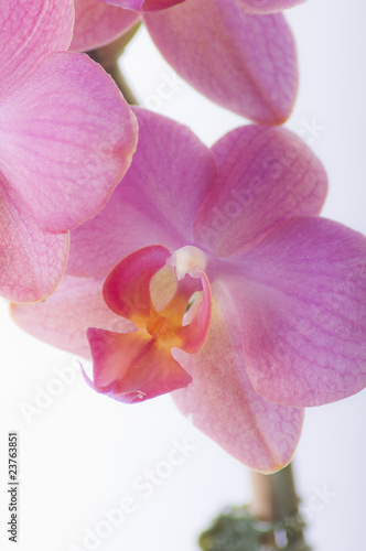 Orchidee