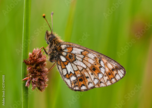 Small Pearl Bordered Fritillary butterfly (Clossiana selene) photo