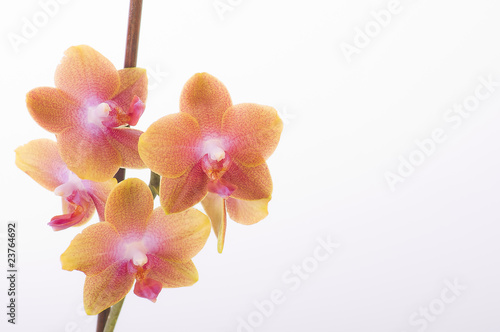 Orchidee