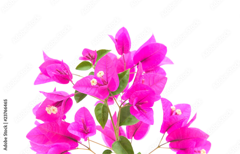 bright magenta bougainvillea branch isolated on white; bright magenta bougainvillea branch isolated on white;