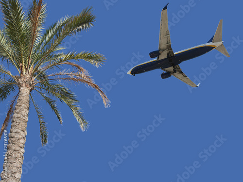 Palm tree and airplane