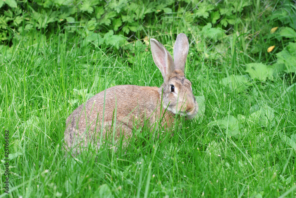Obraz premium brown rabbit.