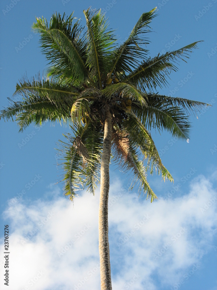 Obraz premium Palme im Himmel