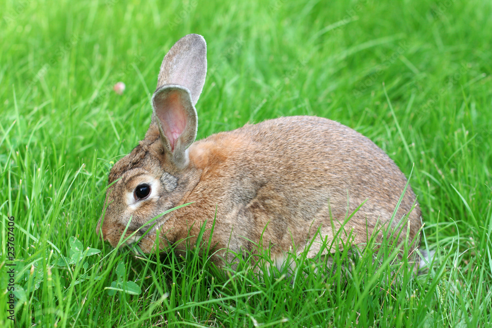 Fototapeta premium rabbit on grass.