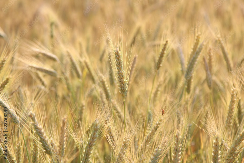 campo di grano