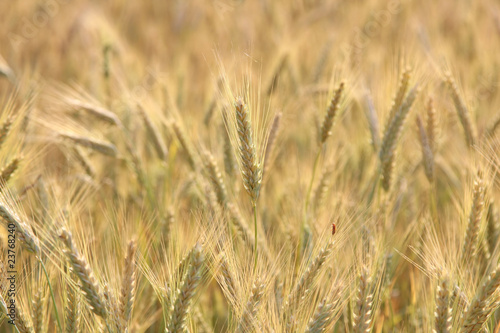 campo di grano © chiakto