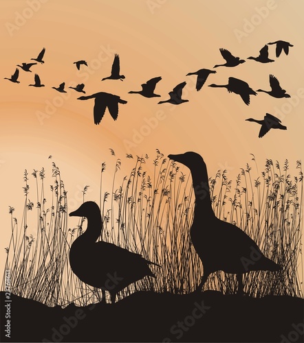 Geese before migrating