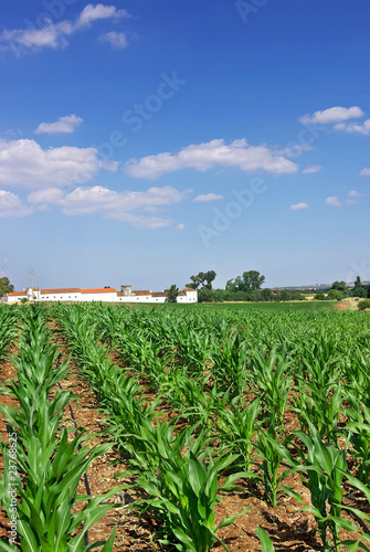 Green cornfield at Portugal.ld