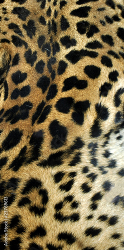 Leopard © Silvia Crisman