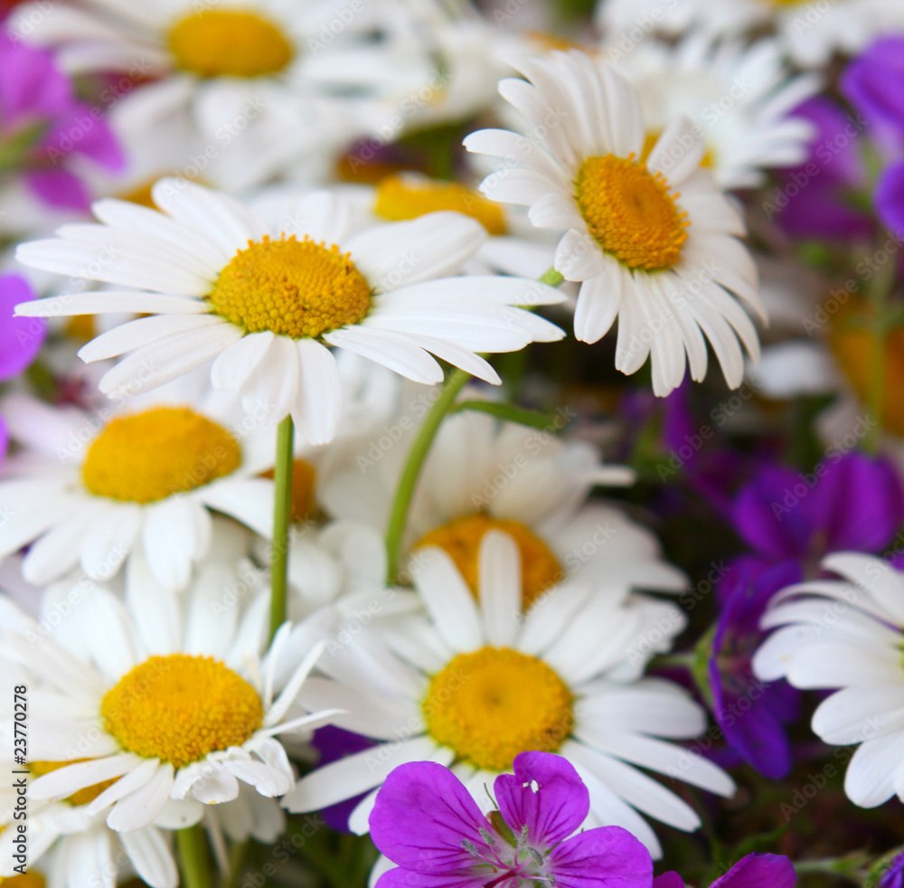 Fototapeta premium margeriten,blumenstrauß