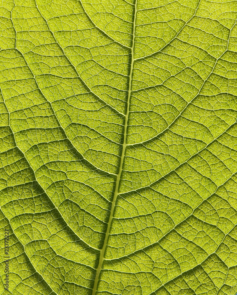 Obraz premium blatt vom baum