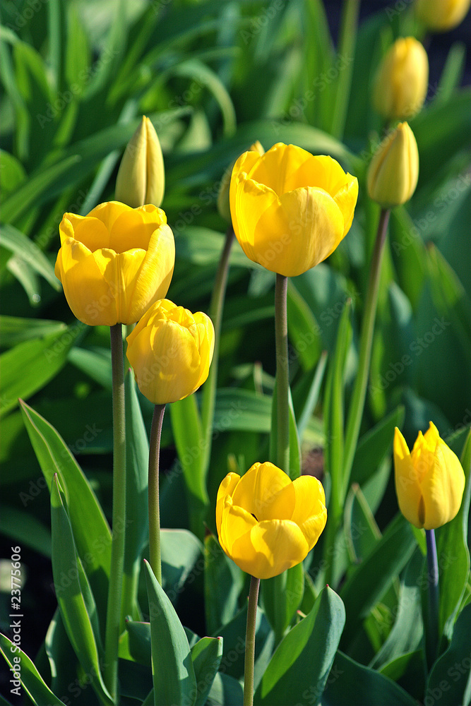 Obraz premium Tulpe