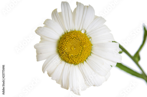 Camomile flower with drops of water closeup isoalted on white