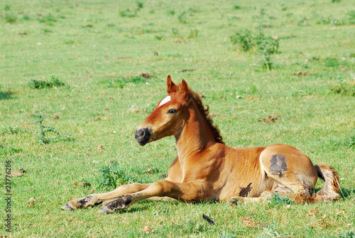 horse foal on pasture