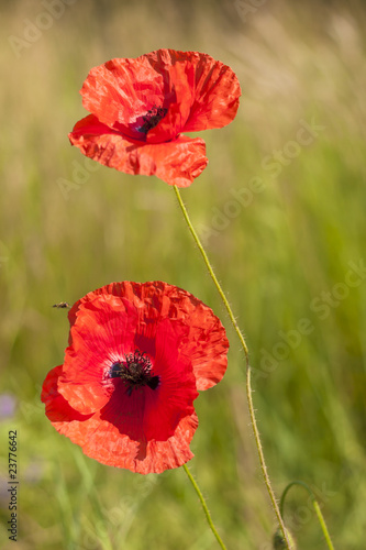 Poppy