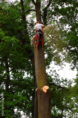 Holzfäller