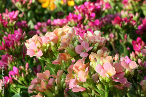 kalanchoe blossfeldiana multicolores © Unclesam