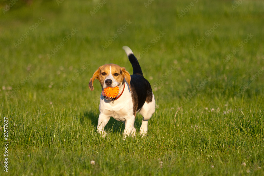 Happy beagle dog in a park