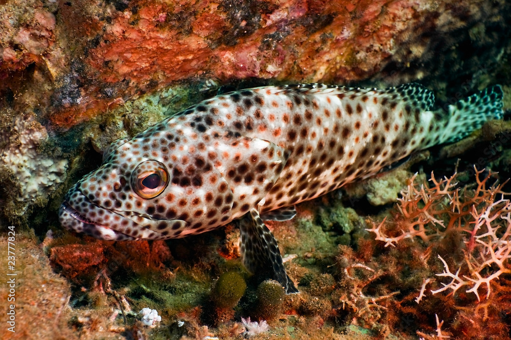 Greasy grouper
