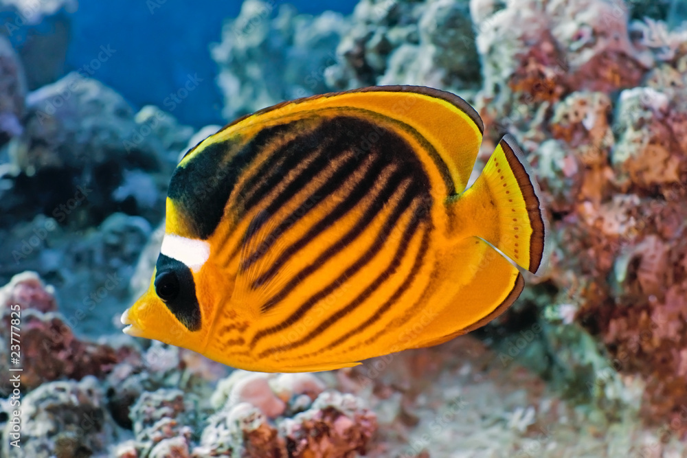 Butterflyfish