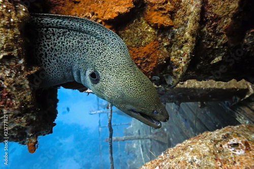 Giant moray on the wreck