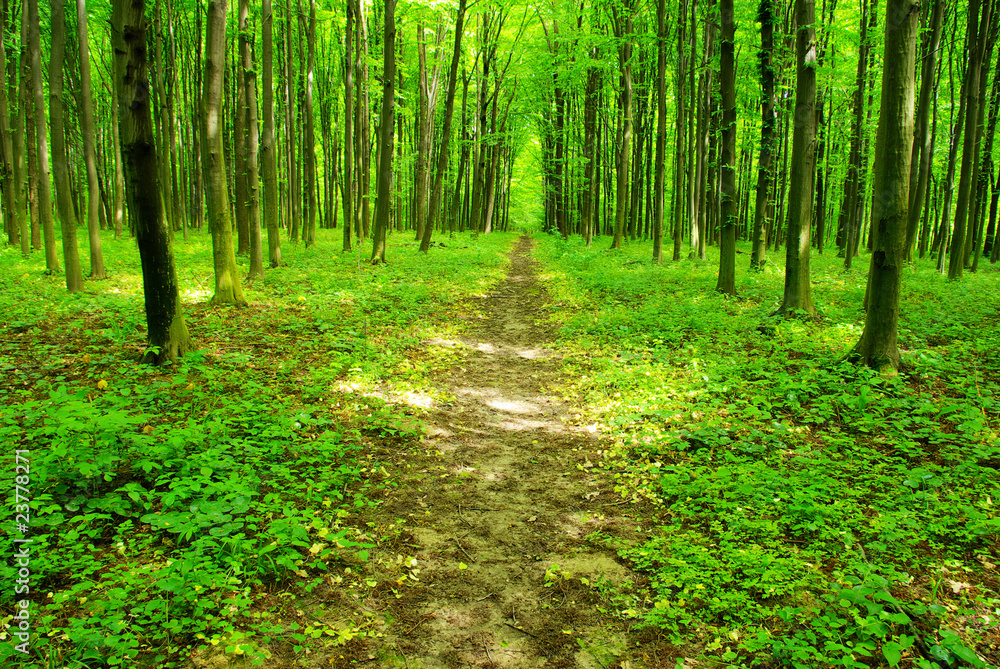 forest forest