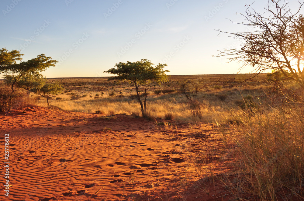 Obraz premium luce del tramonto sulle dune rosse del kalahari
