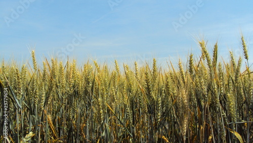 Culture de blé