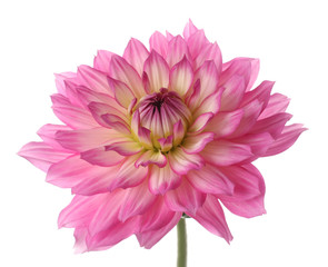 Keuken achterwand Dahlia Roze dahlia met fijne bloemblaadjes  © novadomus