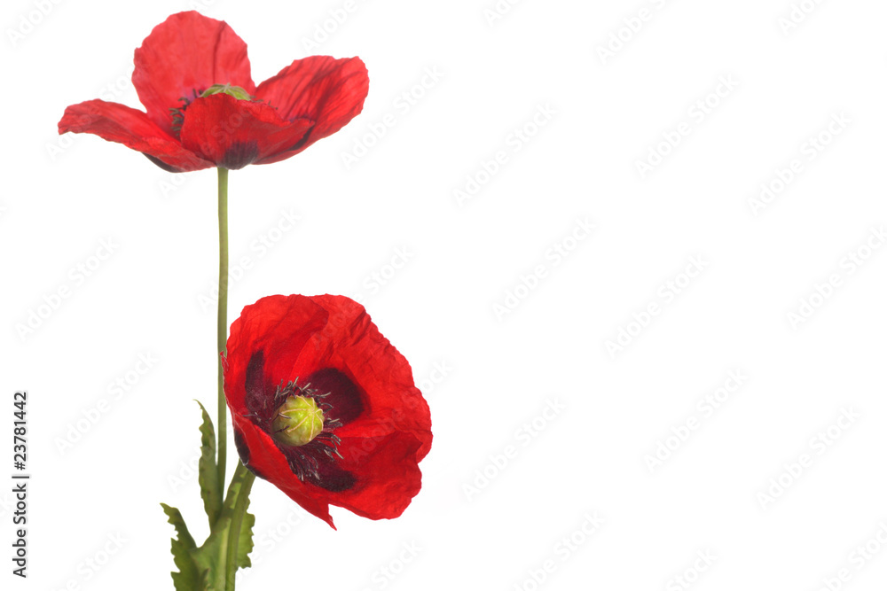 Obraz premium Zapamiętaj mnie