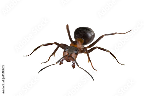 brown big isolated ant