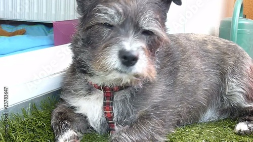 chien qui lèche sa patte