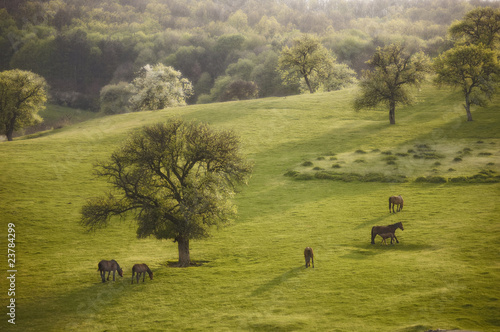 spring landscape with horse...