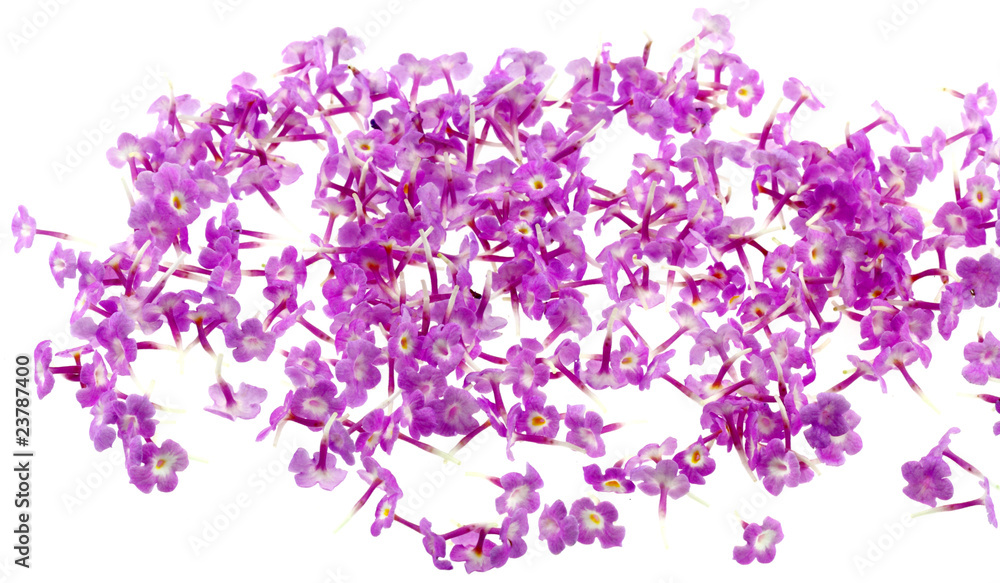 Fototapeta premium fleurettes de lantana camara, corbeille d'or, fond blanc