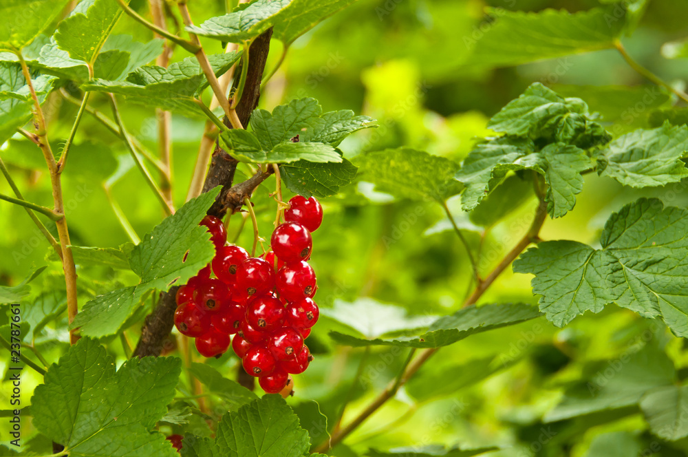 Currant on the bush Currant on the bush