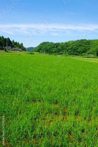 岡ちゃん