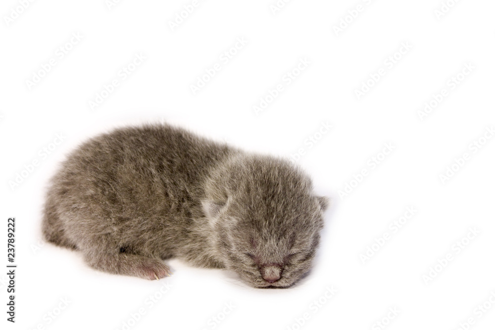 British blue new born kitten British blue new born kitten