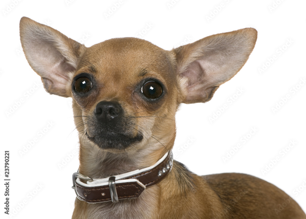 Chihuahua, 12 months old, close up against white background