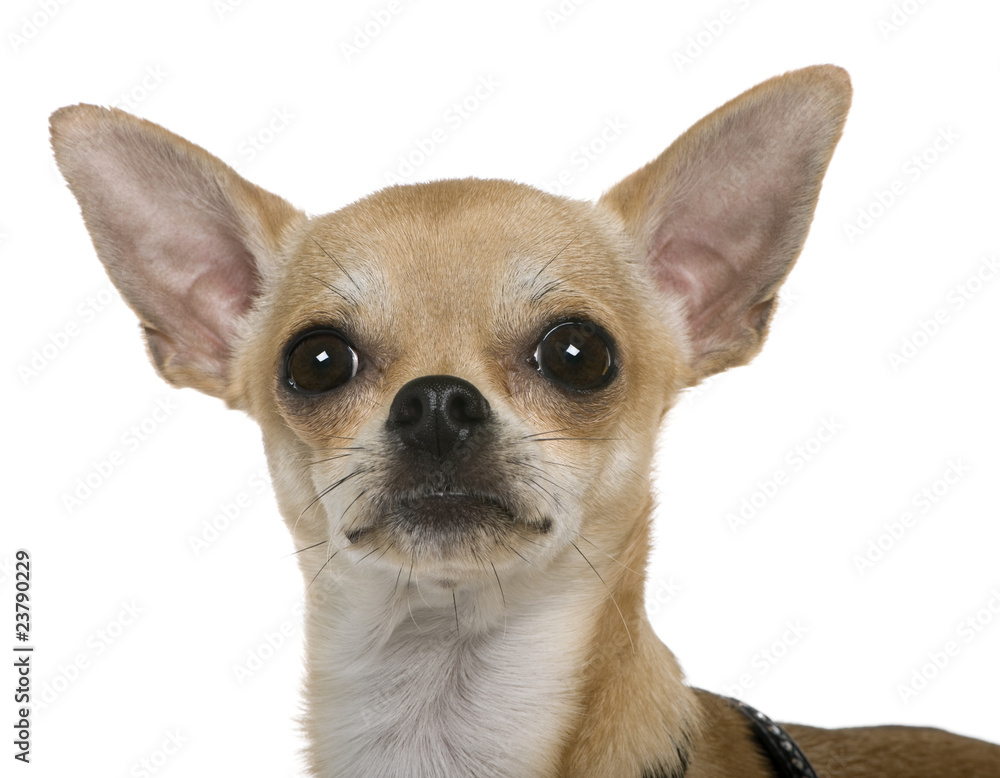 Chihuahua, 12 months old, close up against white background Chihuahua, 12 months old, close up against white background