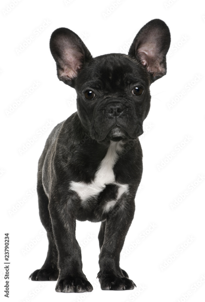 French bulldog puppy, 3 months old, standing