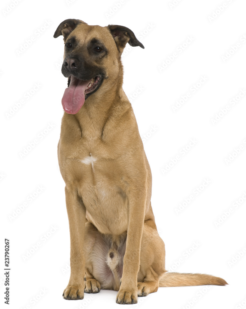 Crossbreed, 3 years old, sitting in front of white background Crossbreed, 3 years old, sitting in front of white background